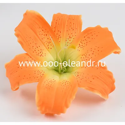 LILIUM ORIENTAL 'STARGAZER' 14/16 CM. BULK SUPER VALUE (300 P.PLASTIC  CRATE) | Rotex Flowerbulbs BV