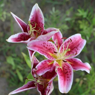 Stargazer Oriental Lily Bulbs, Lilium | High Country Gardens