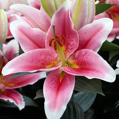 Lilium 'Star Gazer' syn. Lilium 'Stargazer', Lily 'Star Gazer' (Oriental)  in GardenTags plant encyclopedia