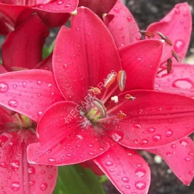Online Plant Guide - Lilium 'Stargazer' / Stargazer Lily