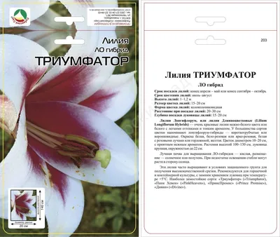 Купить лилия Triumphator – в интернет-магазине СВМ