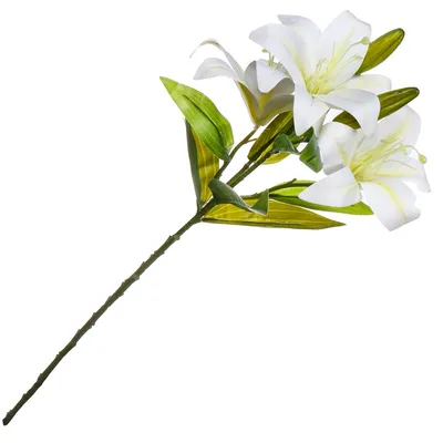 Resultado de imagem para лилия цветок | White lily flower, Lily wallpaper,  Tiger lily flowers
