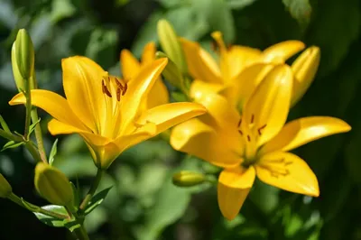 Лилия, цветок прекрасный, акварельный …» — создано в Шедевруме