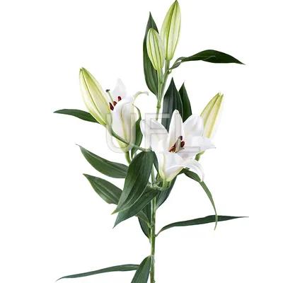 Цветок лилия бирюзовый с перламутром…» — создано в Шедевруме