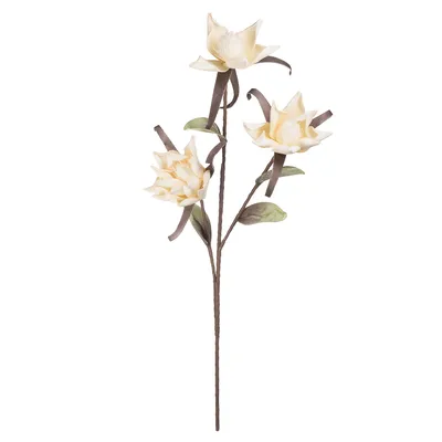 Лилия цветок фото фотографии