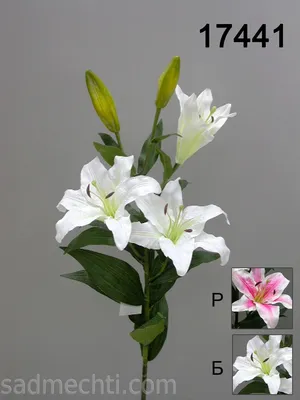 графический рисунок , цветок лилия Stock Illustration | Adobe Stock