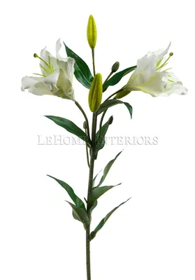Цветок Лилия V157 - Цветок Лилия V157