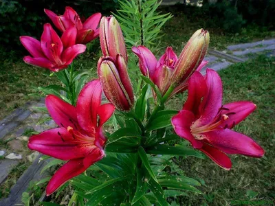 Купить Лилия, 3 цветка+1 бутон (искусственные цветы) – в интернет-магазине  СВМ