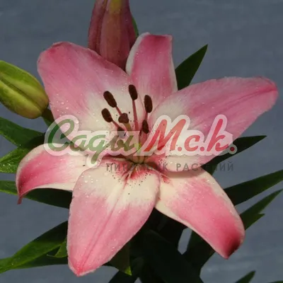 Photo of the bloom of Lily (Lilium 'Vermeer') posted by Joy - Garden.org