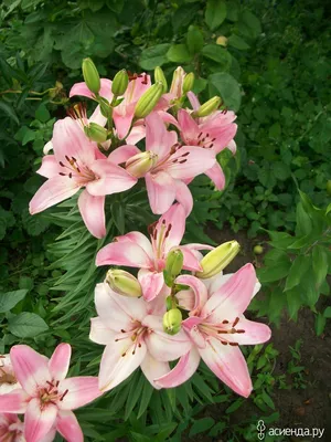 Asiatic Lily 'Vermeer' (Lilium ) | gardening,flowers Bloom c… | Flickr