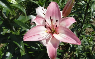 Asiatic Lilium Vermeer - Tesselaar