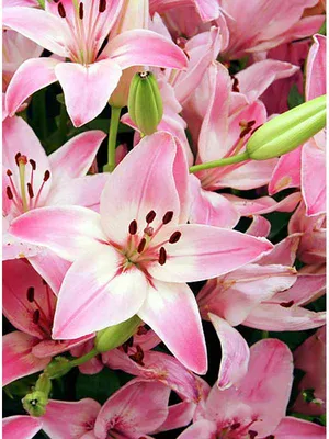 Photo of the bloom of Lily (Lilium 'Vermeer') posted by mattsmom -  Garden.org