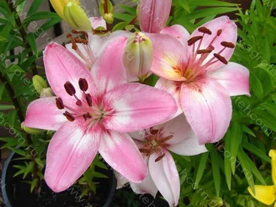 Photo of the entire plant of Lily (Lilium 'Vermeer') posted by mattsmom -  Garden.org