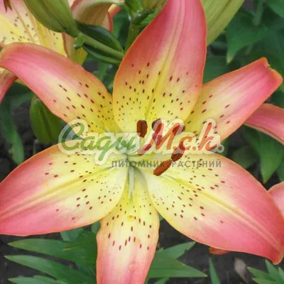 Asiatic lily (Lilium 'Vermeer') Wall Art, Canvas Prints, Framed Prints,  Wall Peels | Great Big Canvas