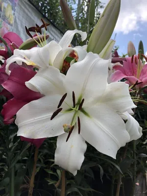 Белые лилии - лучшие сорта для \"ленивого\" сада | Наталья Кудрявцева | Дзен