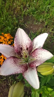 Реальный огородник и цветовод, а не блогер | Какие лилиии есть в моей  коллекции - показываю, что уже цветет, красотища | Дзен