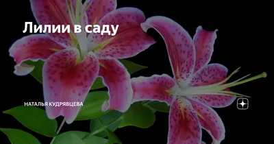 Лилии в саду | Наталья Кудрявцева | Дзен