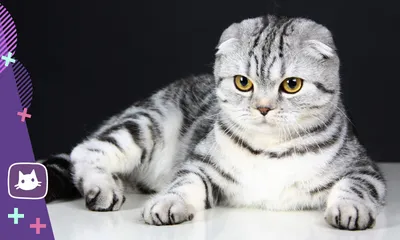 Фото Лиловой вислоухой кошки с изогнутыми ушками