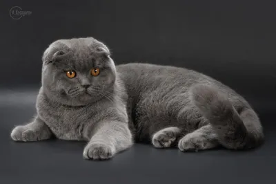 Лиловая вислоухая кошка - фото для обоев