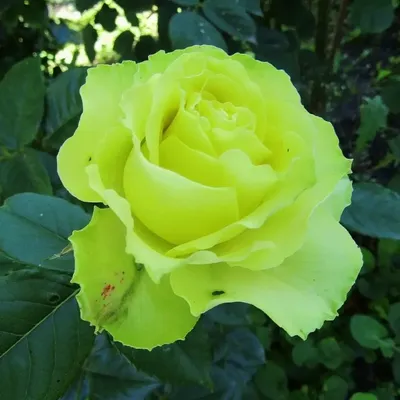 Limbo roses: all year Green flowers | Green wedding flowers, Beautiful rose  flowers, Green rose