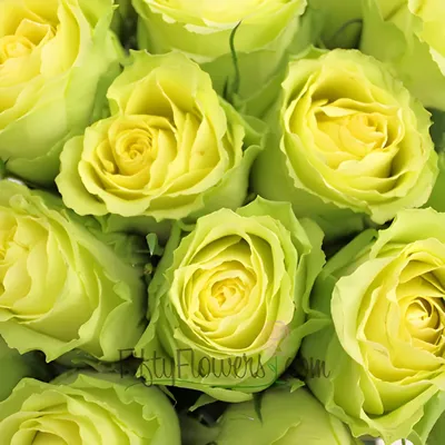 Limbo Rose | Green Roses | Fresh Wedding Roses