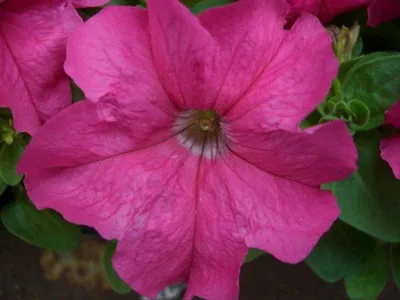 PETUNIA grandiflora LIMBO *GP* ROSE VEINED - Muller Seeds