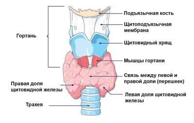 Рак щитовидной железы - симптомы, признаки.