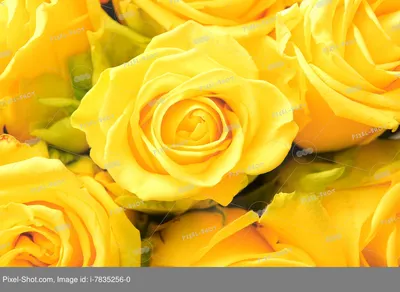 Купить Желтые розы | Flowers story