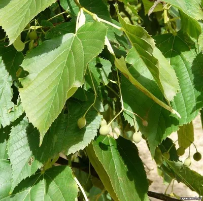 Липа мелколистная Гринспаер (Tilia cordata Greenspire)