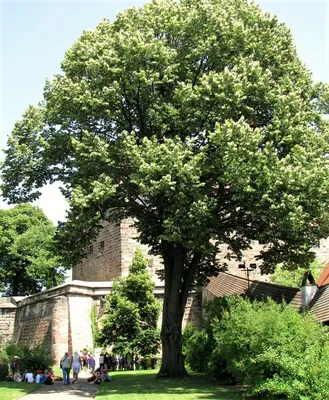 Липа мелколистная «Гринспайер» (Tilia cordata «Greenspire») купить для  посадки в Москве