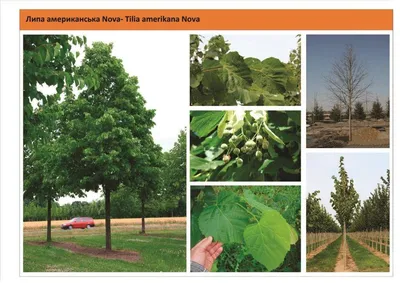 Tilia platyphyllos, Липа крупнолистная|landshaft.info