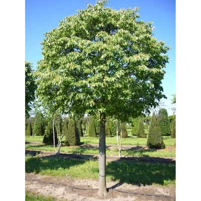 Липа кавказская (Tilia caucasica) саженец, 10 шт. в упаковке в  интернет-магазине VALLES.RU