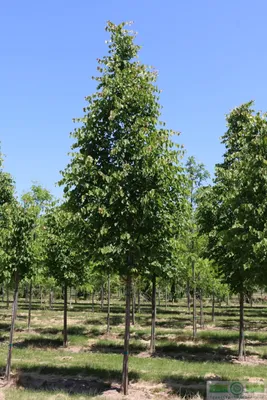 Липа мелколистная (Tilia cordata) | Ракита. Питомник растений