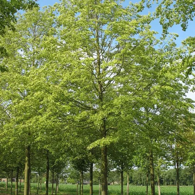 Липа мелколистная Greenspier в Екатеринбурге