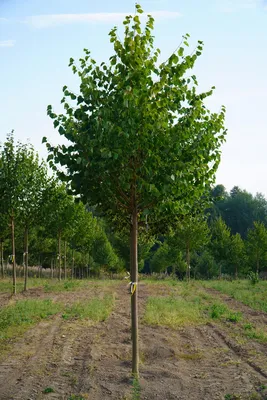 Липа мелколистная (Tilia cordata)