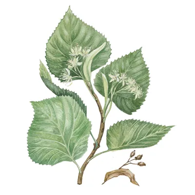 Липа мелколистная
