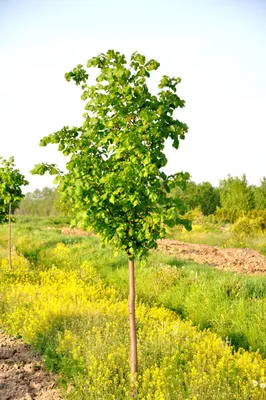 Липа Сибирская 40-60 см фото и описание сорта 🌱 купить липа Сибирская  40-60 см почтой недорого в Москве