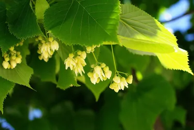 Липа мелколистная (Tilia cordata) - Лиственные растения весна 2024 года -  купить лиственные растения спирея, кизильник, барбарис, лапчатка.