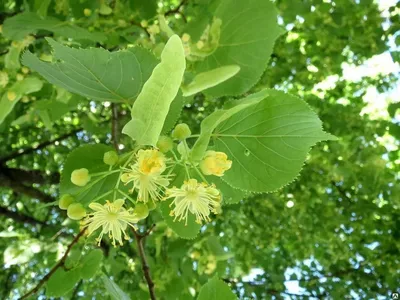 Липа мелколистная `Greenspire` - один из лучших сортов для городского  озеленения!