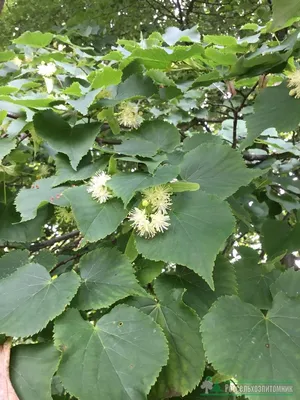 Купить Липа мелколистная tilia cordata - в питомнике Флорини