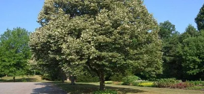 Липа мелколистная \"Гринспаэ\" в Уфе – 🌿купить по цене от в садовом центре  «Версаль»