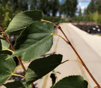 Липа мелколистная \"Грин Глоб\" Tilia cordata\"Green Globe\" купить в Москве  саженцы из питомника Greenpoint24