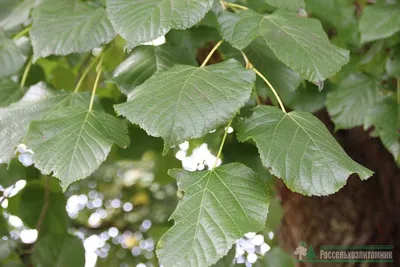 Липа мелколистная Гринспаер (Tilia cordata Greenspire)