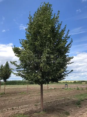 Липа мелколистная (Tilia cordata)