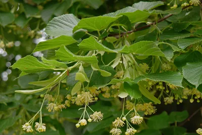 Липа крупнолистная (Tilia platyphyllos)