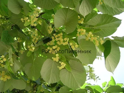 Липа мелколистная «Гринспайер» (Tilia cordata «Greenspire») купить для  посадки в Москве