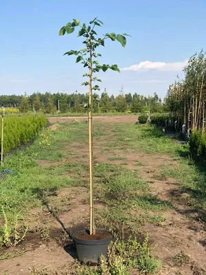Липа мелколистная \"Болье\" (Tilia cordata 'Bohlje')