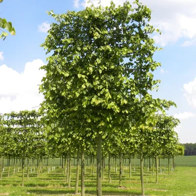 Липа мелколистная (Tilia cordata) С3 — Питомник Летний сад