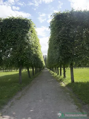 Липа мелколистная `Greenspire` - один из лучших сортов для городского  озеленения!