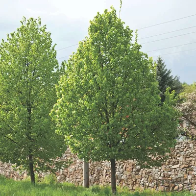 Липа мелколистная (Tilia cordata) и липа крупнолистная (T. platyphyllos) |  Декоративные древесные растения для Сибири | Дзен